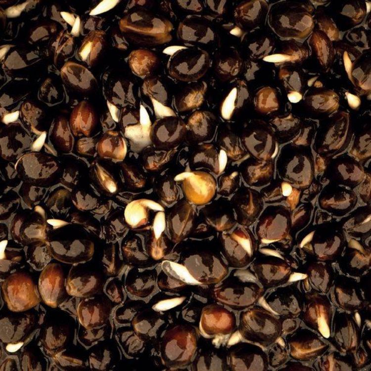 Снимка на Коноп Nash OILY HEMP